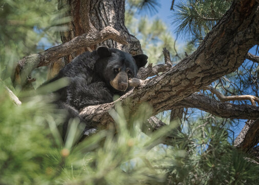 Slumbering Black Bear on a tree branch