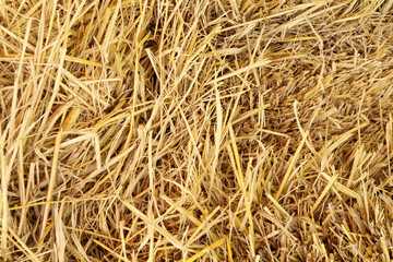 Dry rice straw texture for background and design, hay bale pattern.
