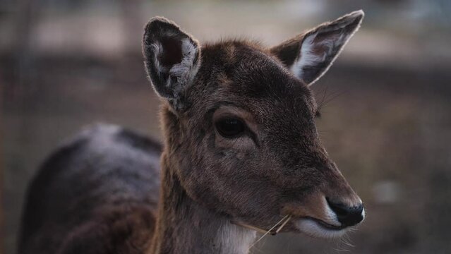 Fallow fawn baby deer chomping hay stack with boredom