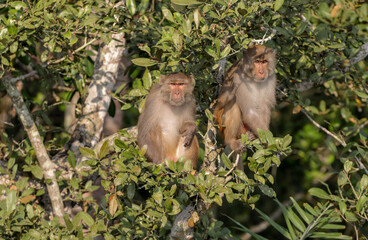 The rhesus macaque, colloquially rhesus monkey, is a species of Old World monkey.this photo was taken from Sundarbans, Bangladesh.