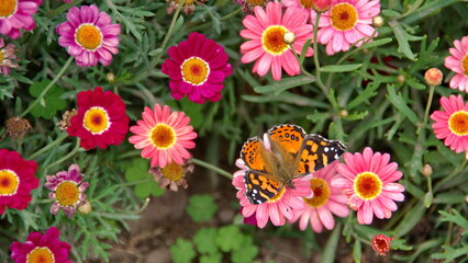 Painted lady butterfly on the flowers in the town square,  in San Antonio de Ibarra, Ecuador