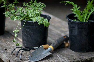 Plants in pots and gardening tools