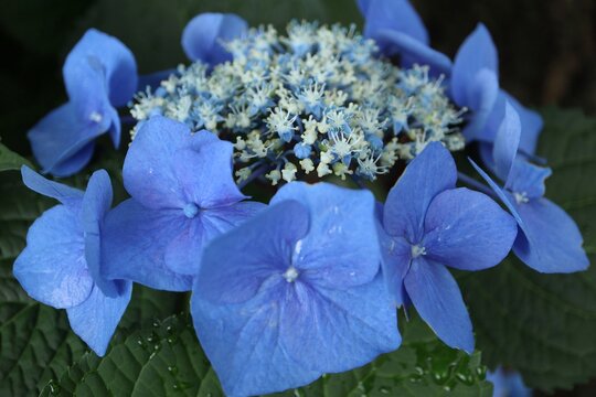 Blue Lace Cap Hydrangea Close Up