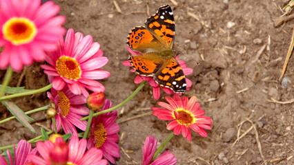 Painted lady butterfly on the flowers in the town square,  in San Antonio de Ibarra, Ecuador