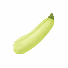 Zucchini. Image of a squash. Vegetarian vegetable from the garden. Farm vegetables. Vector illustration isolated on a white background