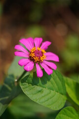 Obraz premium pink and purple flower beautiful zinnia elegans is one of the most famous annual flowering plants of the genus. bright pink flower with yellow center.