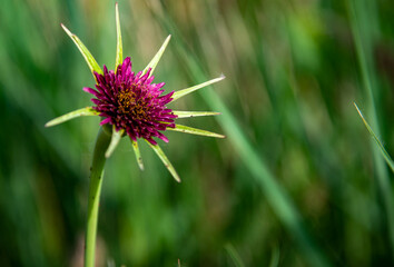Campo de flores, plantas silvestres y amapolas	