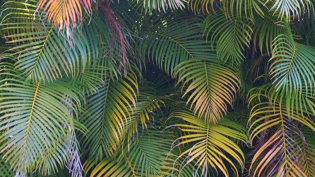Beautiful green palm tree foliage in tropical forest. Summer rainforest background