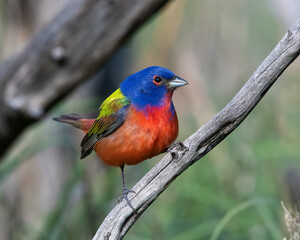 Male Painted Bunting