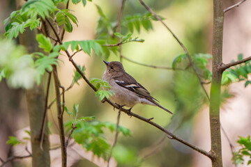 bird on a branch