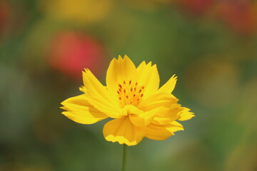 Obraz premium Cambodia. Cosmos is a genus, with the same common name of cosmos, consisting of flowering plants in the sunflower family.