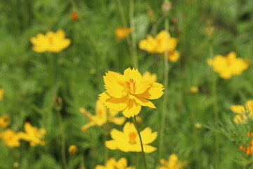 Cambodia. Cosmos is a genus, with the same common name of cosmos, consisting of flowering plants in the sunflower family.