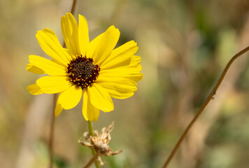 Yellow wild flower 