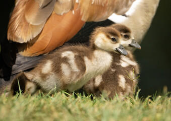 baby goslings and mother. Egyptian geese 