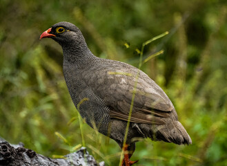 pigeon on the grass