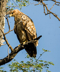red tailed hawk