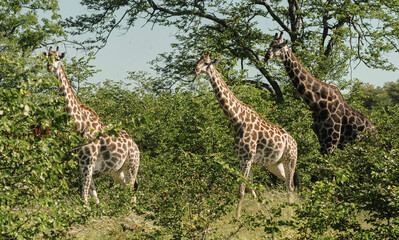 giraffe in the savannah