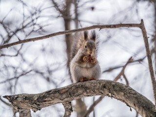 The squirrel with nut sits on tree in the winter or late autumn