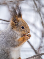 The squirrel with nut sits on tree in the winter or late autumn