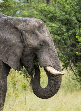 รูปภาพPachyderms – เลือกดูภาพถ่ายสต็อก เวกเตอร์ และวิดีโอ70,639 | Adobe ...