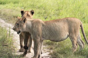 lion cub in the savannah