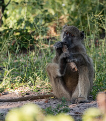 portrait of a baboon
