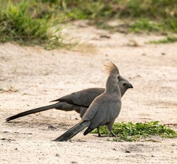 black crowned pigeon