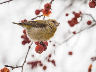 Red Crossbill female sitting on the tree branch and eats wild apple berries. Crossbill bird eats...