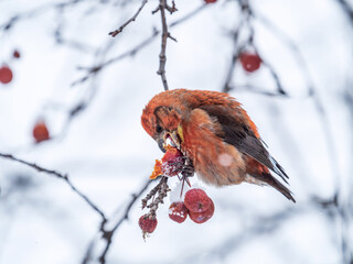 Red Crossbill male sitting on the tree branch and eats wild apple berries. Crossbill bird eats berries.