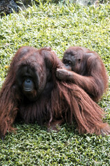 Orangutan looking for lice from his friend's body