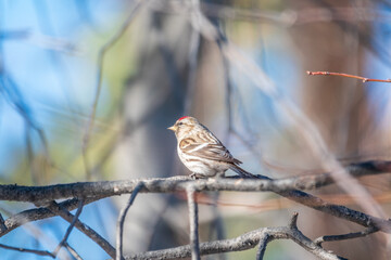 Common redpoll female, cute bird with bright red patch on its forehead sits on tree branch without leaves in sunny spring day.