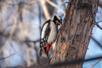 Little woodpecker sits on a tree trunk. The great spotted woodpecker, Dendrocopos major
