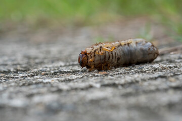 Close view of a Glassy Cutworm (Apamea devastator) rolled on the cement road