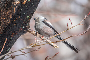 European long-tailed tit, latin name Aegithalos caudatus. A bird sitting on a branch in a deciduous forest.