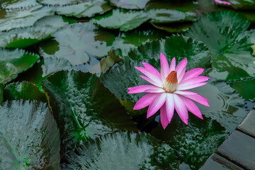 Close up view of pink waterlily that hasn't fully bloomed above the leaves around Dusun Bambu,...