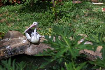 A pelican laying in front of the pond