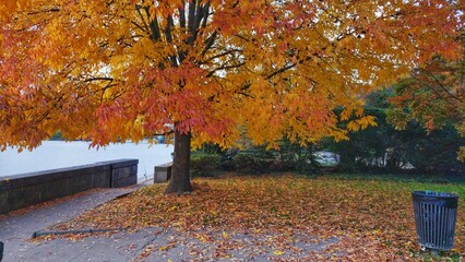 Obraz premium autumn in the park