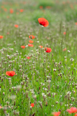 Papaver rhoeas common poppy seed bright red flowers in bloom, group of flowering plants on meadow, wild plants