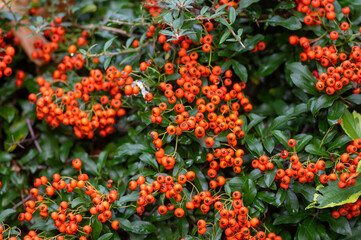 Pyracantha coccinea scarlet firethorn ornamental shrub, orange group of fruits hanging on autumnal shrub