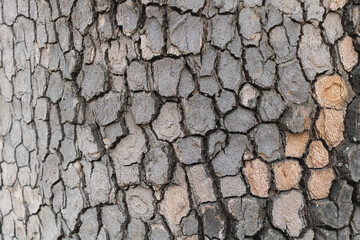The texture of a maple tree bark close up - Good for your design