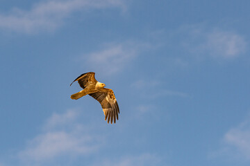 Whistling Kite flying over the Murray River in South Australia