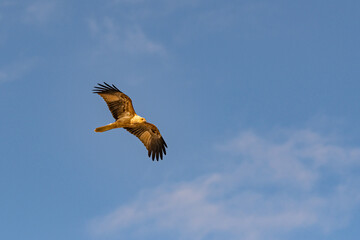 Whistling Kite flying over the Murray River in South Australia