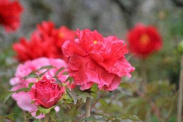 奈良の初瀬の長谷寺の牡丹