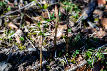 Equisetum arvense flower in meadow, close up