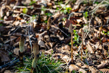 Equisetum arvense flower in meadow, close up shoot