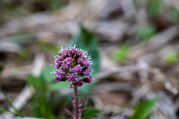 Petasites hybridus flower growing in meadow, macro