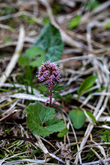 Petasites hybridus flower in meadow