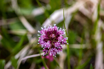 Fototapeta premium Petasites hybridus flower growing in meadow