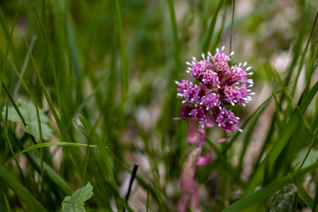 Petasites hybridus flower in meadow, close up shoot