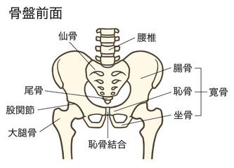 骨盤と股関節(前面)、腰椎、椎間板、寛骨、仙骨、腸骨、恥骨、坐骨、説明あり - obrazy, fototapety, plakaty